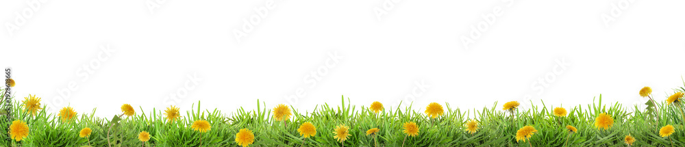 Fototapeta premium Lush green grass with yellow dandelions against white background, banner design. Spring season
