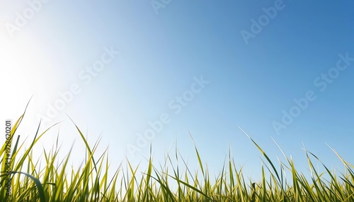 Smooth, unbroken grassy silhouette against a bright sky,  natural,  sunlit