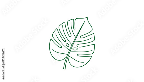 Elegant green monstera leaf outline on white background