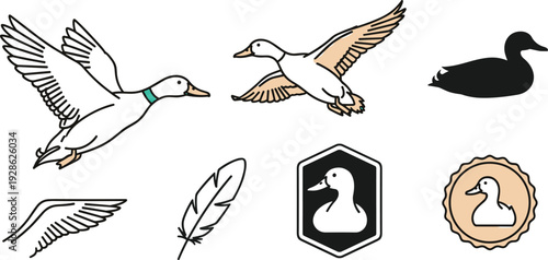 Flying Duck Vector Illustration Set with Wild Mallard Waterfowl Silhouettes Feather and Wing Icons and Decorative Bird Badge Designs for Hunting and Nature