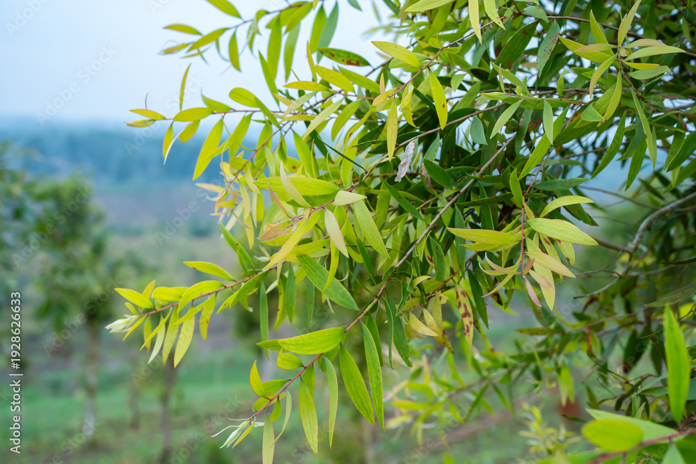 Obraz premium Fresh Melaleuca Cajuputi tree branch with vibrant green leaves in a tropical plantation field under a clear sky. Perfect for herbal medicine, essential oil, and nature-themed organic concepts