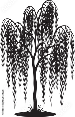Black silhouette of a weeping willow tree with drooping branches and leaves black and white nature d