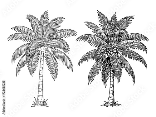 palm tree drawing Vector Illustration