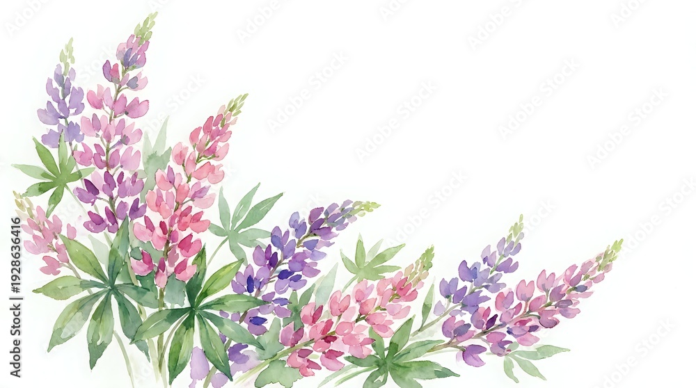 Fototapeta premium Watercolor lupine flowers in purple and pink shades with green leaves on white background for spring botanical designs and floral decorations.
