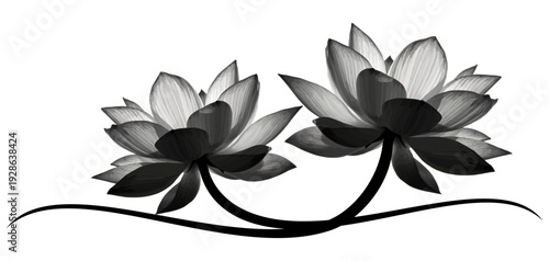 Illustration silhouette vector of two lotus isolated on white	
