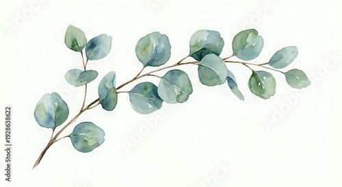 Watercolor eucalyptus branch with green leaves on white background, botanical illustration for wedding invitations and natural decor projects.