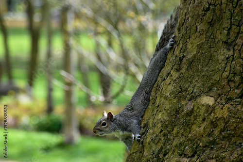 Portrait of a squirrel on a tree in spring, London, UK