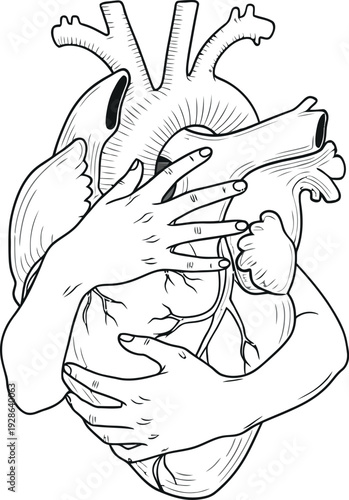 Anatomical drawing of a human heart