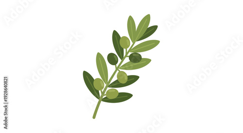 Olive branch vector illustration, flat design, for food and nature concepts