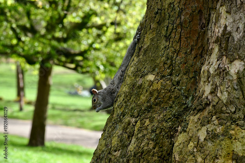 Portrait of a squirrel holding vertically upside down on a tree trunk in a park in spring, London, UK
