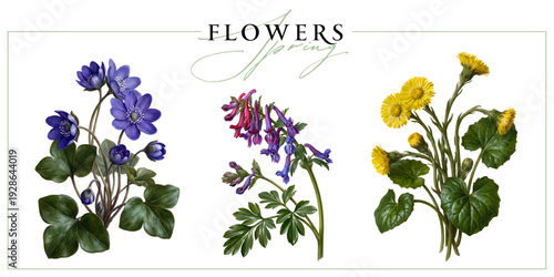 First spring wild flowers isolated on a white background. Vintage painting style illustration.