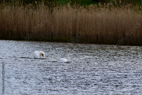 A couple of courting white mute swans on a pond in spring, London, UK
