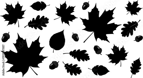 Black silhouettes of various autumn maple oak leaves and acorns white background leaf
