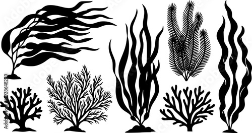 Black Silhouette of Various Seaweed and Underwater Plants

