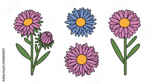Aster Line art minimal contemporary color vector