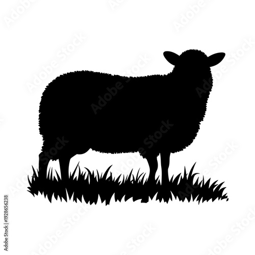 Sheep Standing in Grass for Farming and Livestock Agriculture