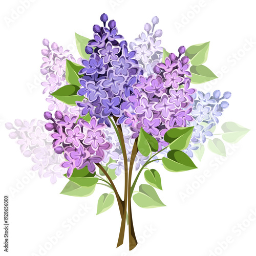 Lilac flowers bouquet. Vector illustration of lilac flowers isolated on a white background