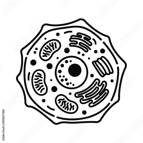 Detailed Diagram of an Animal Cell with Organelles.