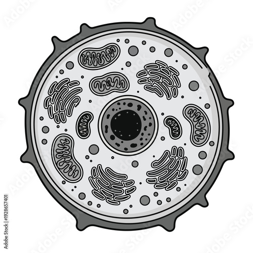 Detailed Diagram of an Animal Cell with Organelles 1.