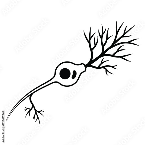 Neuron cell body dendrites axon black white.
