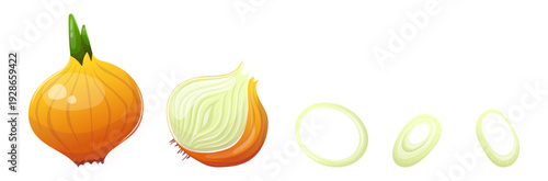 Vector fresh onion and sliced into rings