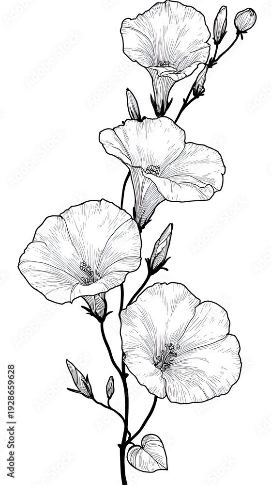 Fototapeta premium Detailed botanical illustration presents a vertical stem with delicate white morning glory flowers and small buds on a plain background.
