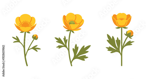 Buttercup Line art soft tone color illustration