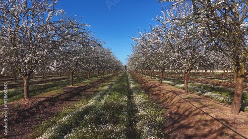 Aerial forward drone flight through blooming almond orchard for stock footage