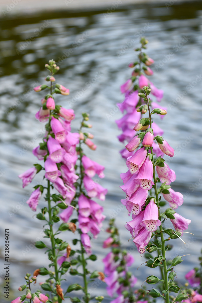 Obraz premium ジギタリス Foxglove