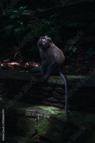 Canvas Print Macaque monkey looking up finding rays of light