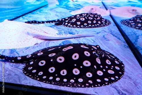Fotografie The black and white spotted stingray swims leisurely in the aquarium