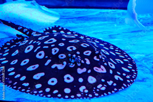 Fotografie The black and white spotted stingray swims leisurely in the aquarium