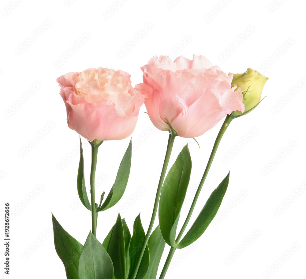 Obraz premium Beautiful pink eustoma flowers isolated on white background