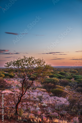 Obraz na plátně Outback landscape with mulga tree and wildflowers during sunset