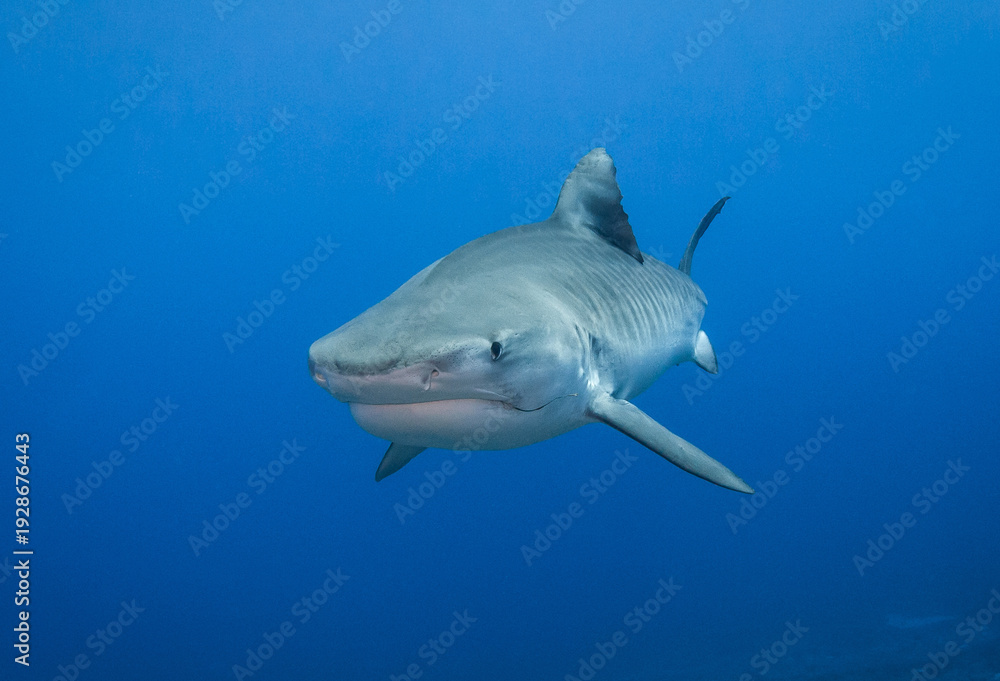 Obraz premium Tiger shark, French Polynesia