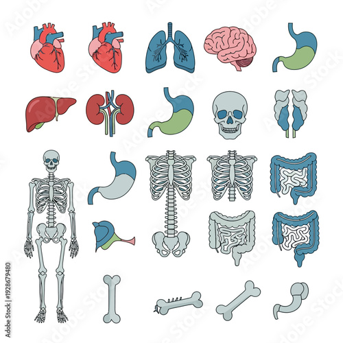 Human Anatomy Organ Collection: Heart, Lungs, Brain, Skeleton, Digestive System, Kidneys