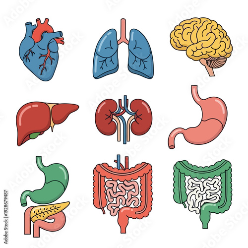 Human Anatomy Organs Set: Heart, Lungs, Brain, Liver, Kidneys, Stomach, Intestines