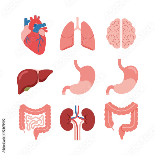 Human Anatomy Organs Set: Heart, Lungs, Brain, Liver, Stomach, Kidneys, Intestines