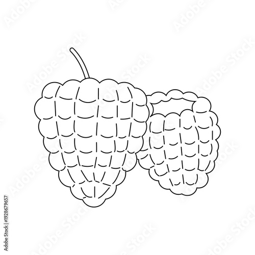 手描き風のタッチで描かれた鮮やかな赤色のラズベリーのイラスト | フルーツやデザートのアイコン素材