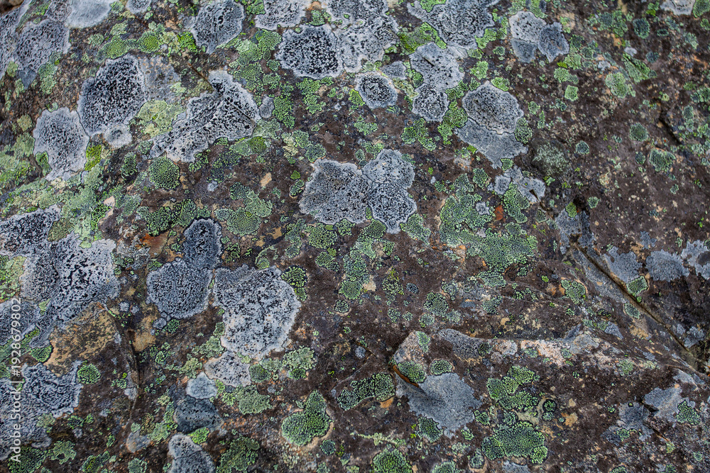 Fototapeta premium lichen on rock