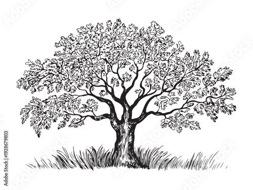 Ancient tree with spreading branches and dense foliage sketch on white background for landscape design art