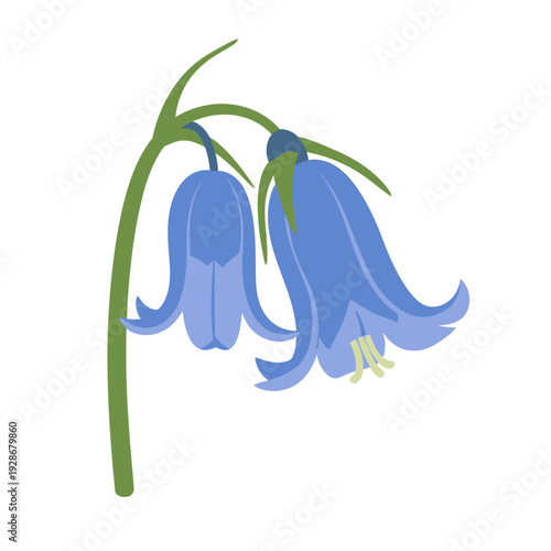 Vibrant bluebell flowers with green stems illustration.