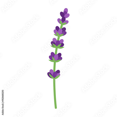 Single vibrant lavender flower stem with purple blossoms.