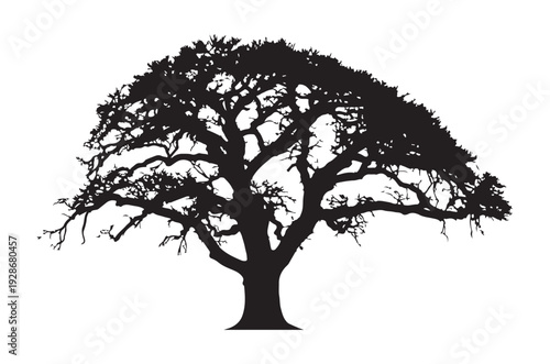 Old oak tree silhouette with sprawling branches and dense foliage isolated on white background for design