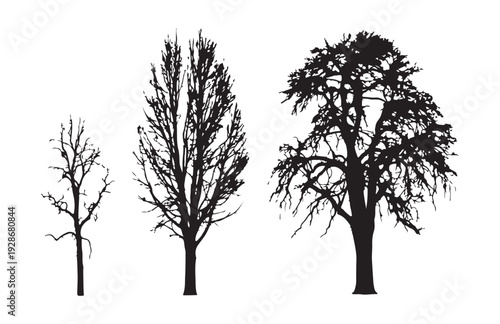 Bare tree silhouettes in different sizes depicting growth and change in nature