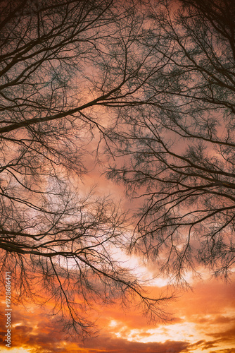 Sunset Through the Trees