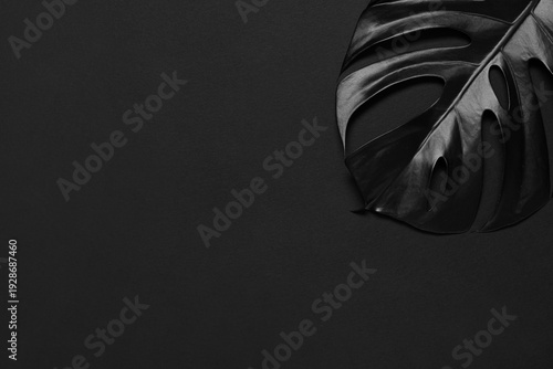 Black tropical leaf on dark...