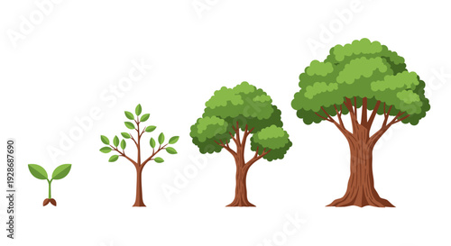 Tree growth stages illustrated progression from seedling to mature tree