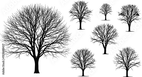 Bare tree silhouettes collection, winter leafless deciduous trees in different sizes, black and white detailed flat vector illustration for nature landscape design