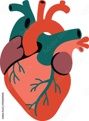 Human Heart Anatomy Vector Illustration with Arteries and Veins Medical Science Concept Cardiovascular System